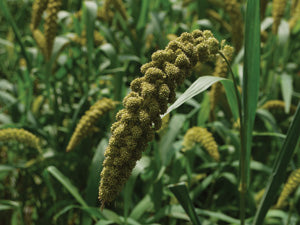 Japanese Millet - 50 LB