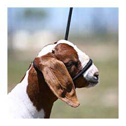 Sheep Halter with Snap Lead - Black (Blackout)