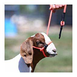 Sheep Halter with Snap Lead - Orange (Electric Orange)