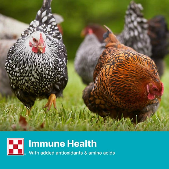 Purina Layena Layer Crumbles Chicken Feed