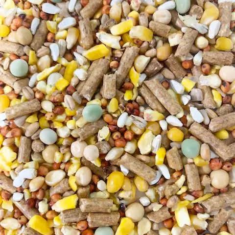 Gallo Campeon Conditioner 16%