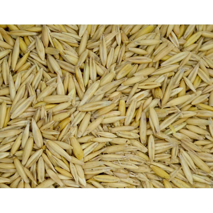 SEED OATS / AVENA PARA SEMBRAR - 50 LBS