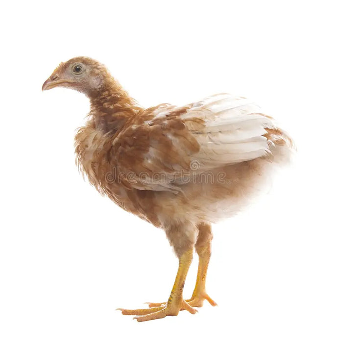 Young Chickens - Pollos Grandes