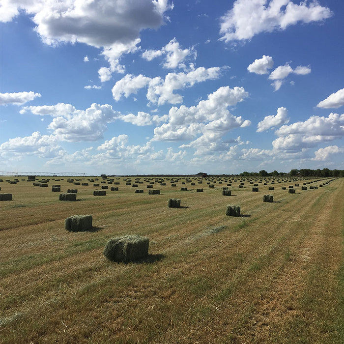 HAY ZAPATA - Coastal Bermuda Hay / Paca de Zacate