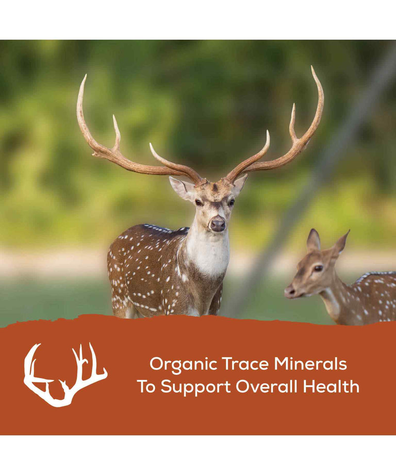 Record Rack Antlers Plus Deer and Exotics (A.P.E.X.) Feed 20% - 50 LB