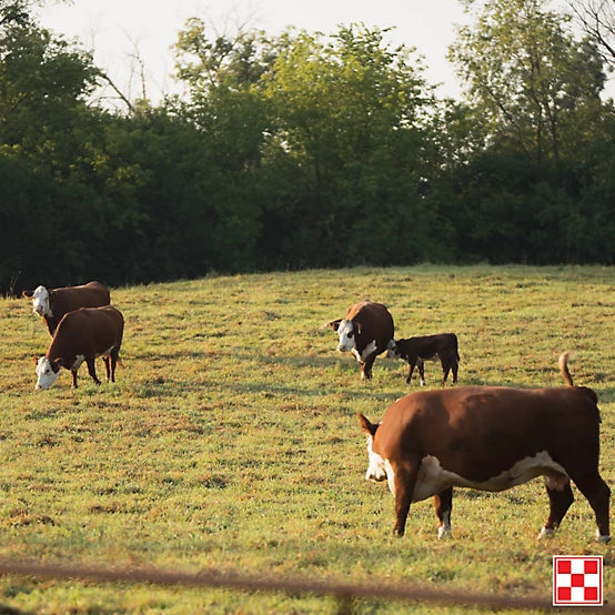 Purina Ranch Hand 20% Cattle Cubes - 50lb - MASCARROTE