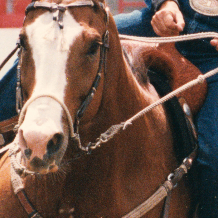 BOZO SIDEPULL CLASSIC EQUINE