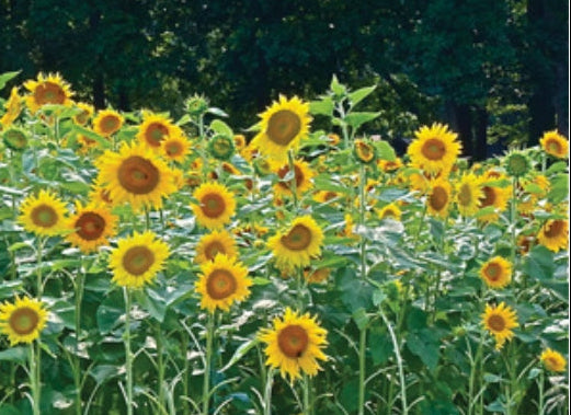 Sunflower, Peredovik - 50 lb