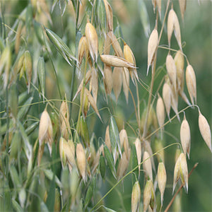 Oats, Bob - 50 lb