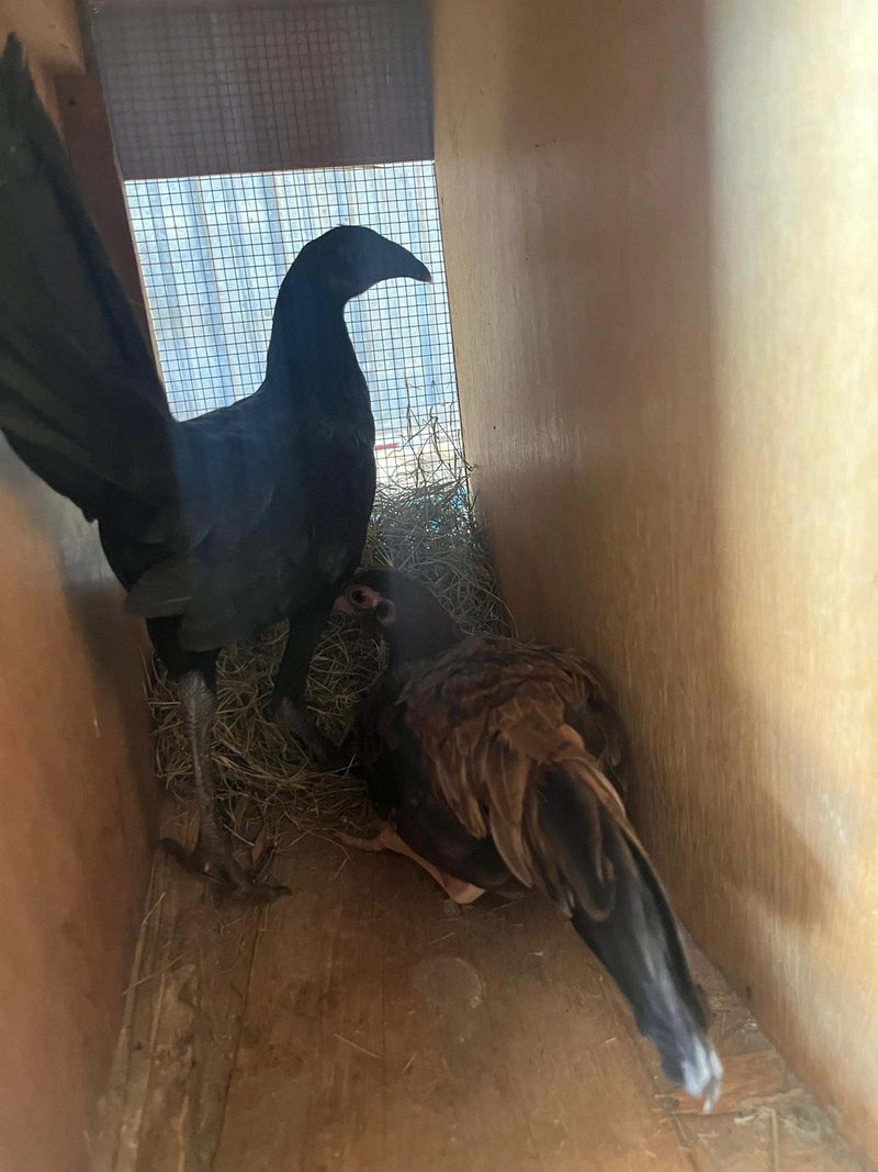GALLOS FINOS / GALLINAS FINAS