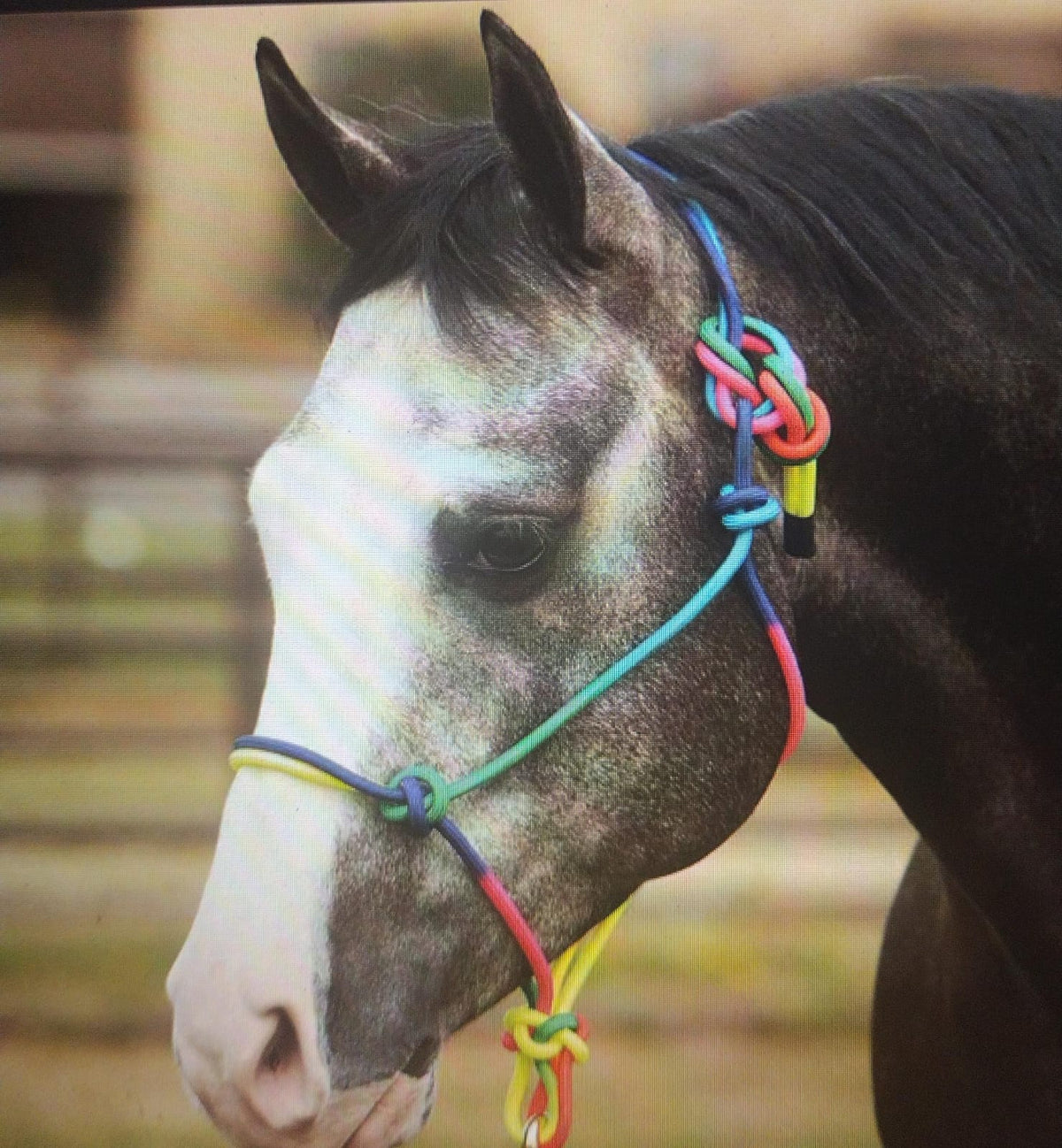 Rope Halter — Bushland Ranch Store