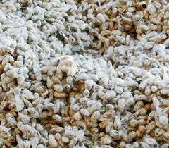 Whole Cottonseed - 40 lb bag [50 BAGS PER PALLET]
