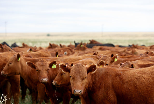 CATTLE