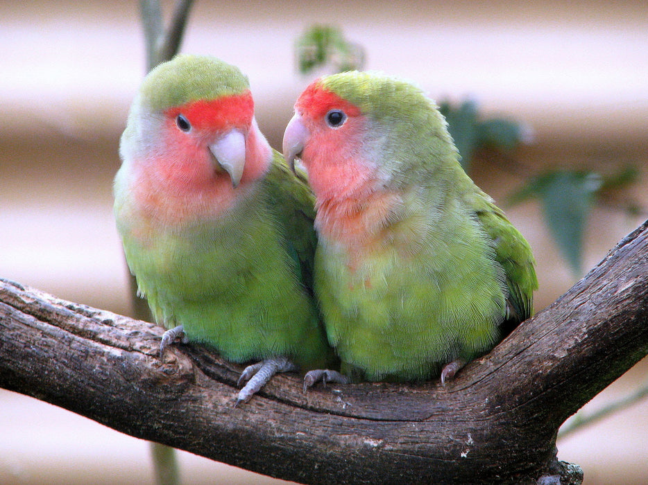 FISHER'S LOVEBIRD