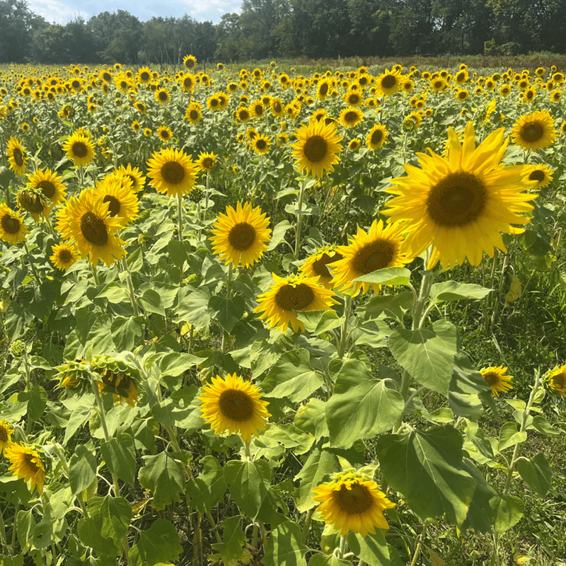 Sunflower, Peredovik - 50 lb