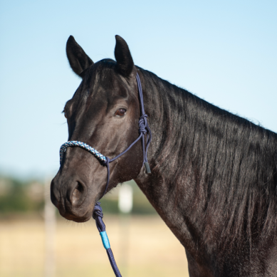 3-Tone Rope Halter and 8-foot Leadrope-Navy/Grey/Turquoise