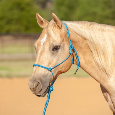 Econo Rope Halter and 8-foot Leadrope - Turquoise — Bushland Ranch Store
