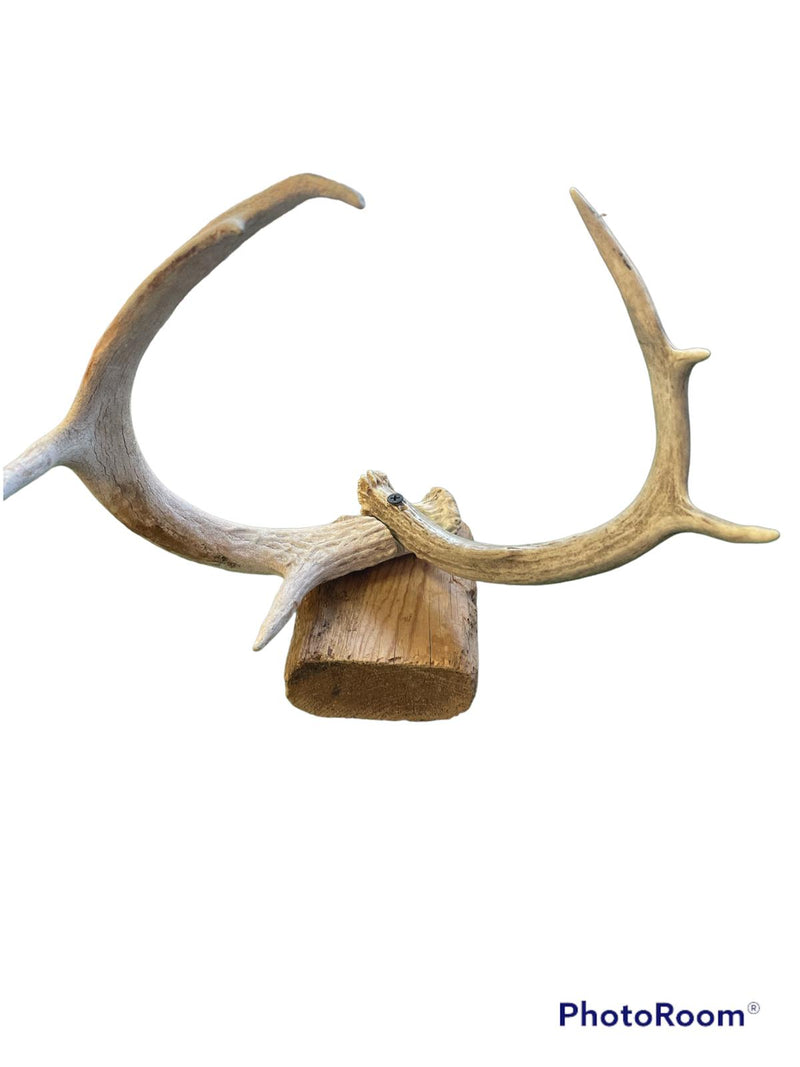 cuernos / Deer Antler