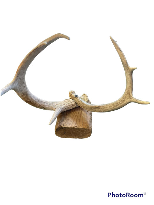 cuernos / Deer Antler