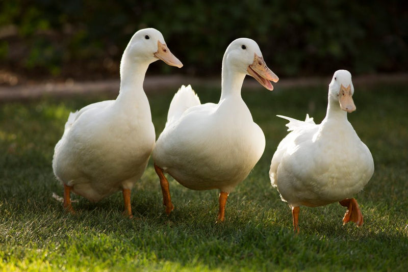 Ducks Adults / Patos Adultos
