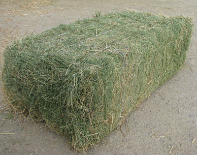 ALFALFA - 3 STRING (PACA ALFALFA 3 HILOS)